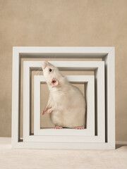 Portrait of a rat on a beige background, studio shot