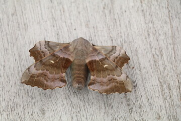 poplar hawk moth on a wooden surface