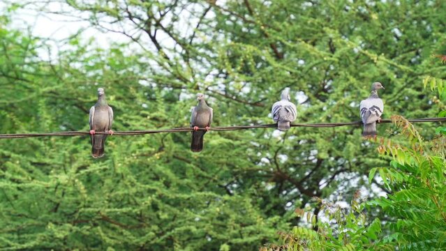 Pigeons sitting on electric wires or cable. Feral pigeon, also called city doves, city pigeons, or street pigeons, (Columba livia domestica). The pigeon takes off Slow motion