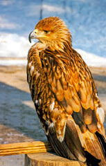Golden eagle profile close up.