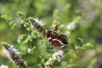 map butterfly summer brood with closed wings on a white mint flower