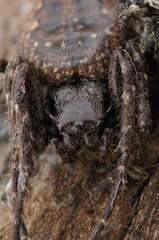 Closeup on a hairy, overwintering Walnut orbweaver, Nuctenea umb