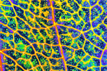 Amazing fluorescent colorful piece of leaf