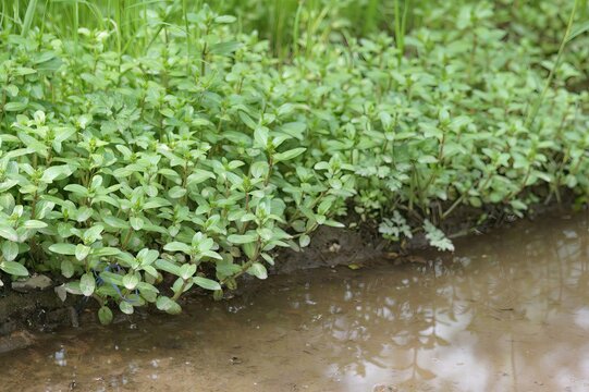 Closeup on an aggregation of European speedwell or brooklime, Ve