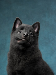 Portrait of a puppy of schipperke on a blue background, studio shot