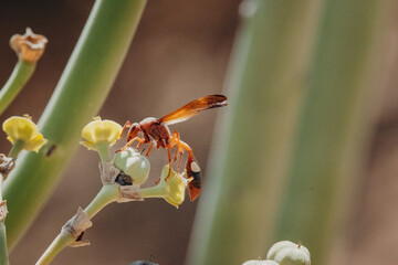 Stark taillierte südafrikanische Wespe (Belonogaster spec.) besucht die Blüten einer Sukkulente (Euphorbiaceae), Aus, Namibia