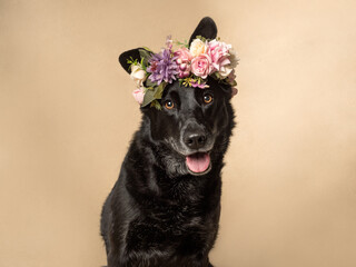 Portrait of a dog on a beige background with flowers, studio shot