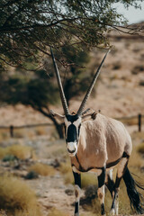 Frontal-Portrait eines stehenden Oryx in einem Gehege in der Nähe von Aus, Namibia