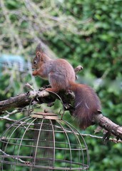 red squirrel sitting on top of a branch eating bird food