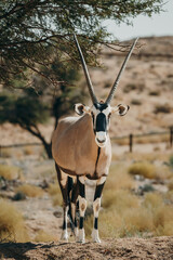 Frontal-Portrait eines stehenden Oryx in einem Gehege in der Nähe von Aus, Namibia