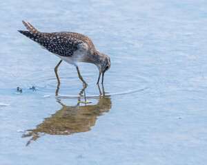 A Catch Wood Sandpiper hitting for catch
