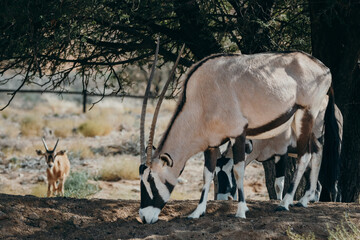 Close Up - Portrait einer grasenden Oryx mit Kalb im Hintergrund in einem Gehege in der Nähe von Aus, Namibia