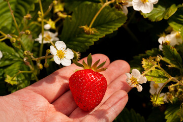 a man's hand holds a ripe freshly picked strawberry against the background of a garden bed