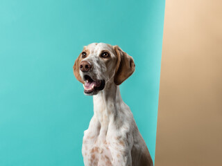 Portrait of a dog on a color background, studio shot