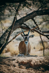 Frontal-Portrait eines unter einem Baum stehenden Oryx-Kalbes in einem Gehege in der Nähe von Aus,...