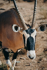 Close Up - Portrait einer Oryx in einem Gehege in der Nähe von Aus, Namibia