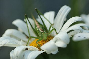Big grasshopper on white marguerite. - Powered by Adobe
