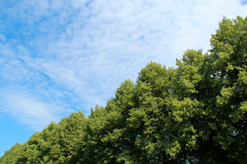 Trees and  foliage against blue sky with white clouds