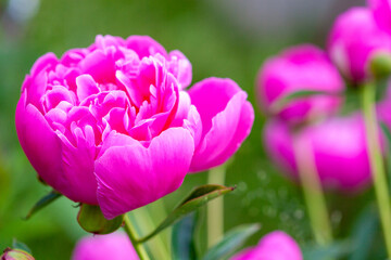Pink flowers peonies flowering on background pink peonies.