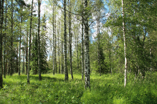 Birch trees and green grass between a meadow and a forest.