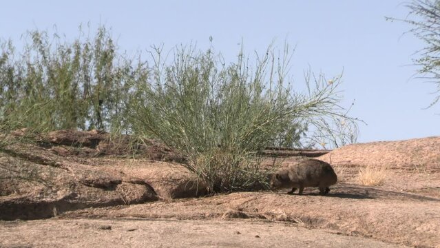 Rock hyrax (Procavia capensis) nibbling grass