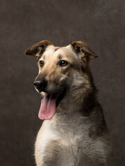 Portrait of a dog on a dark background, studio shot