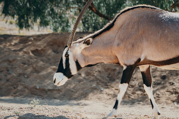 Close Up - Portrait einer Oryx Antilope in einem Gehege in der Nähe von Aus, Namibia