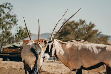 Portrait zweier Oryx in einem Gehege in der Nähe von Aus, Namibia