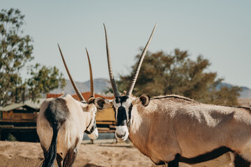 Portrait zweier Oryx in einem Gehege in der Nähe von Aus, Namibia