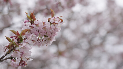 Closeup shot of sakura tree blossom