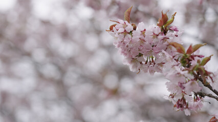 Closeup shot of sakura tree blossom