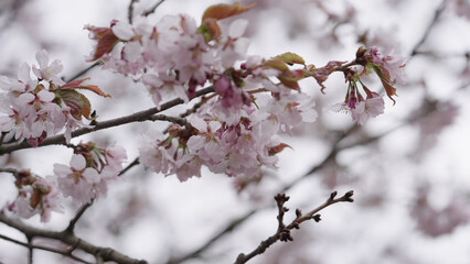 Closeup shot of sakura tree blossom