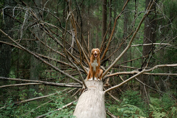 dog in the green forest sits on a log. Nova Scotia Duck Tolling Retriever in nature among the trees. Walk with a pet