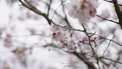 Closeup shot of sakura tree blossom