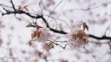 Closeup shot of sakura tree blossom