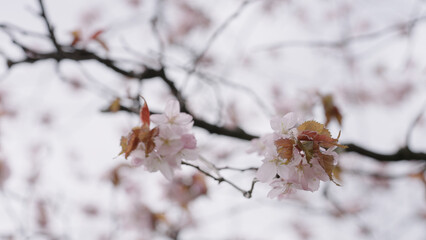 Closeup shot of sakura tree blossom
