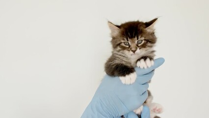 Striped gray cat in doctor hands. Kitten vet examining. Kitten pet check up, vaccination in veterinarian animal clinic.Health care domestic animal. Long Web banner Copy space. High quality 4k footage