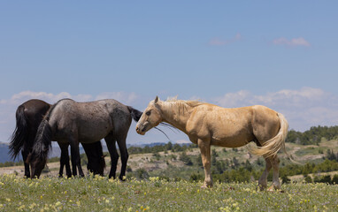 Wild Horses in the Pryor Mountains Montana in Summer