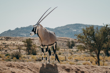 Portrait eines stehenden Oryx in einem Gehege in der Nähe von Aus, Namibia