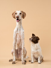 Portrait of dogs on a beige background, studio shot