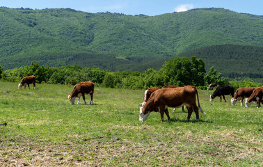 Fototapeta na wymiar Group of cows grazing in a green in a pasture in Bulgaria
