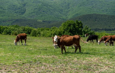 Group of cows grazing in a green in a pasture in Bulgaria