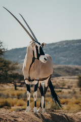 Frontal-Portrait eines stehenden Oryx in einem Gehege in der Nähe von Aus, Namibia