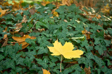 Lonely fallen yellow maple leaf on green vegetation