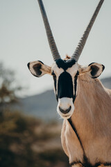 Close Up - Frontal-Portrait eines stehenden Oryx in einem Gehege in der Nähe von Aus, Namibia