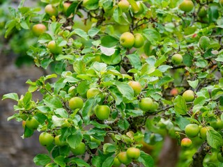 Apple tree with ripe fruits in a garden on a sunny day