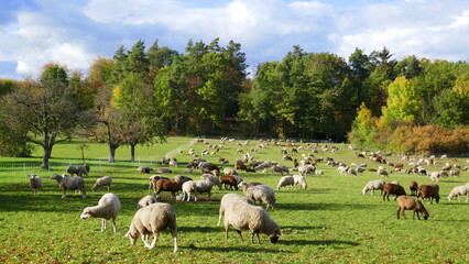 Schafherde in einer Herbstlandschaft