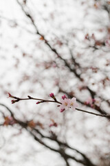 Closeup first cherry blossom flowers, sakura