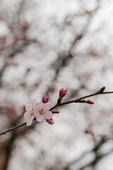 Closeup first cherry blossom flowers, sakura
