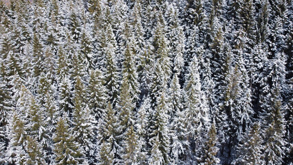 Aerial view of green coniferous forest covered with snow. Winter landscape with evergreen trees, view from above. Natural parkland background.
